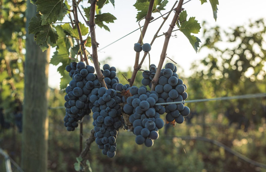 Rượu Vang Con Công Vindoro Negroamaro 2 Giống Nho Negroamaro