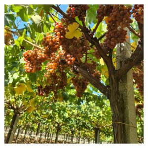 Rượu Vang Hồng 7 Giống Nho Grenache