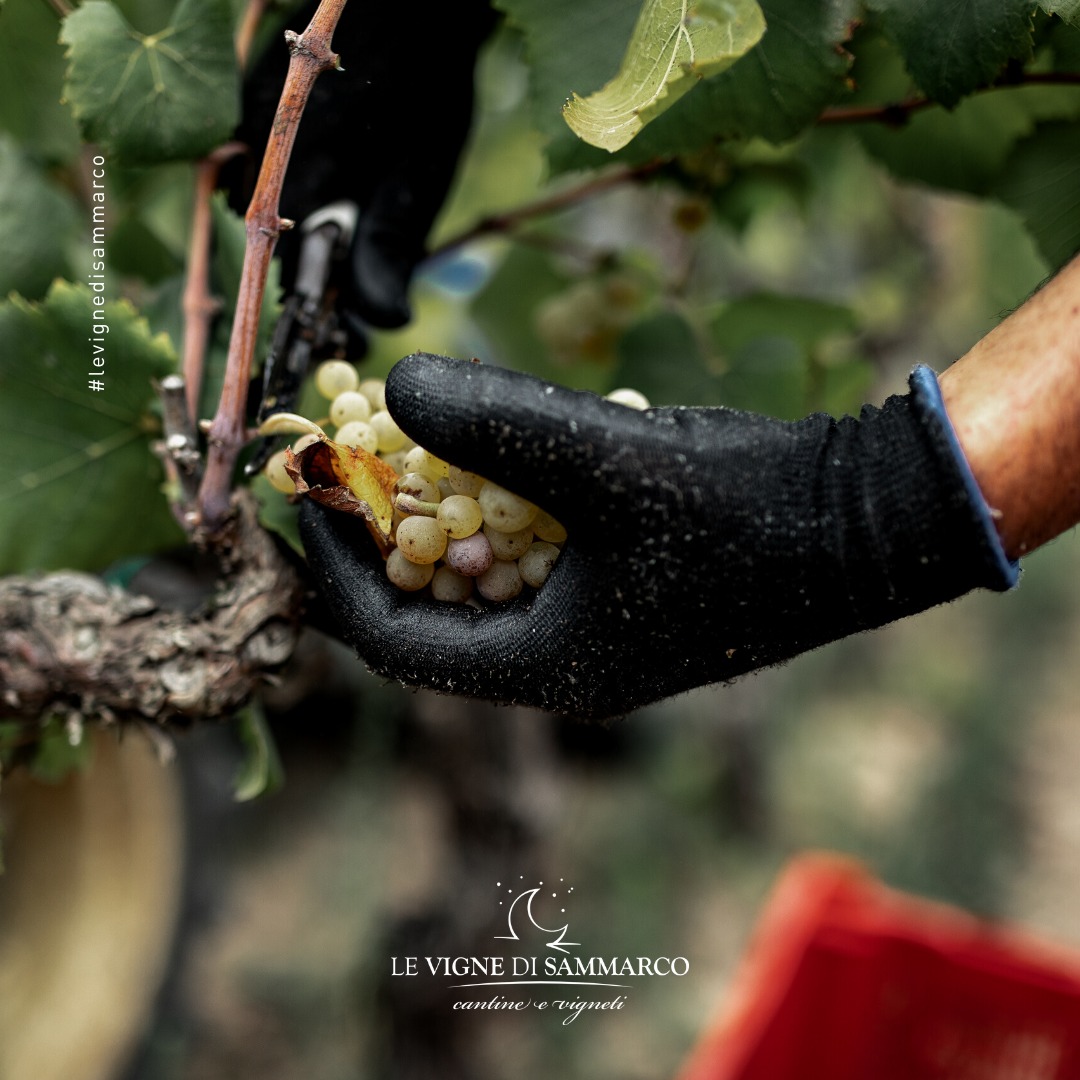 Rượu Vang Chardonnay Salento Le Vigne Di Sammarco 1 Nho Chardonnay được Le Vigne Di Sammarco thu hái tỉ mỉ