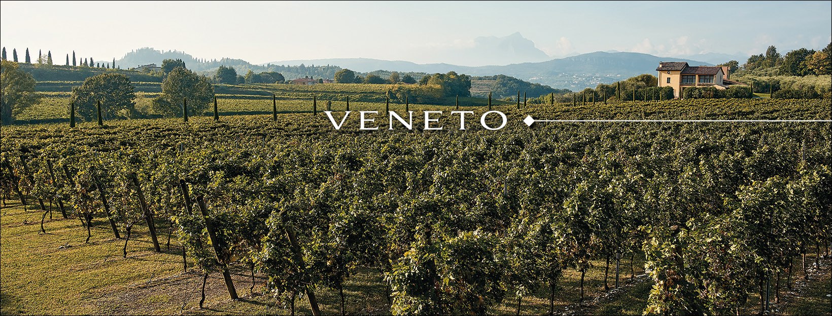 Vườn nho tại Veneto của Tinazzi