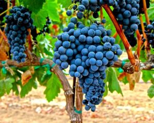 Giống nho Tempranillo