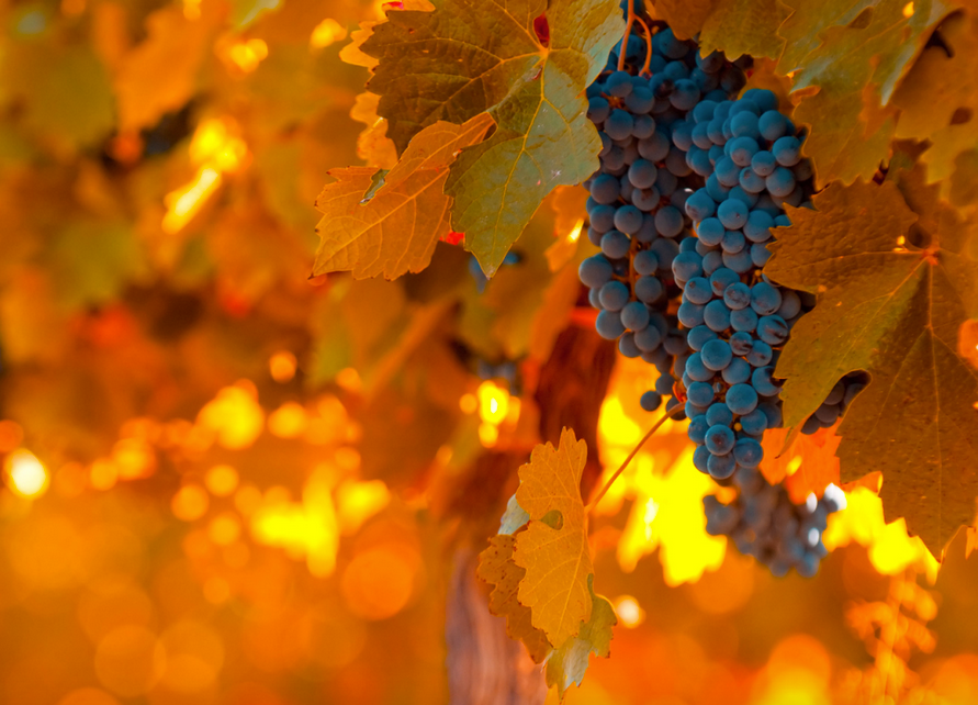 Giống Nho Cabernet Sauvignon