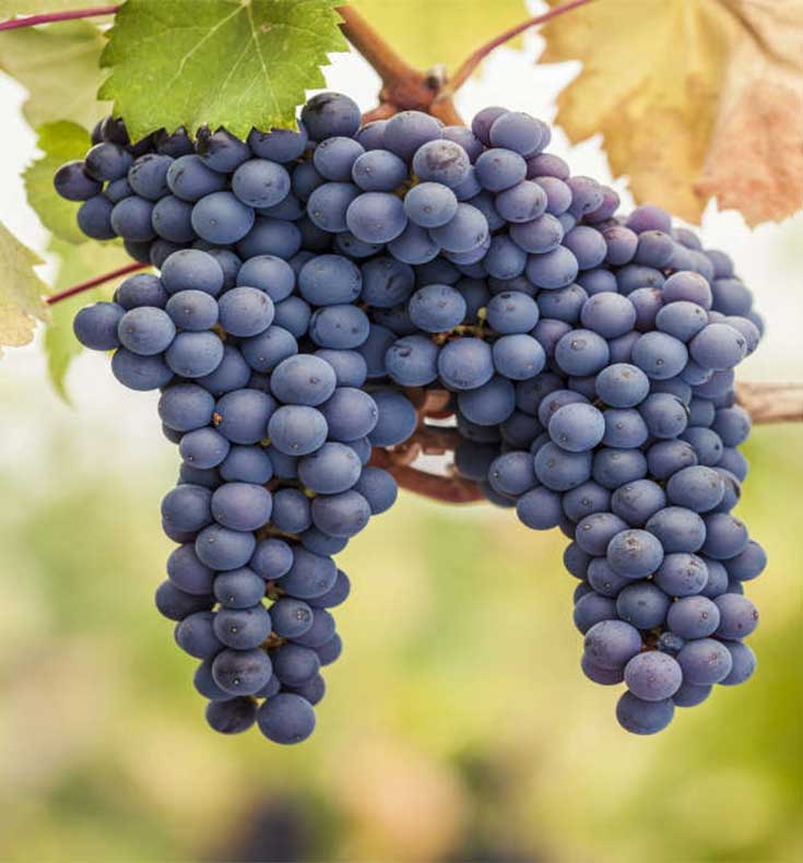Giống nho Pinot Noir