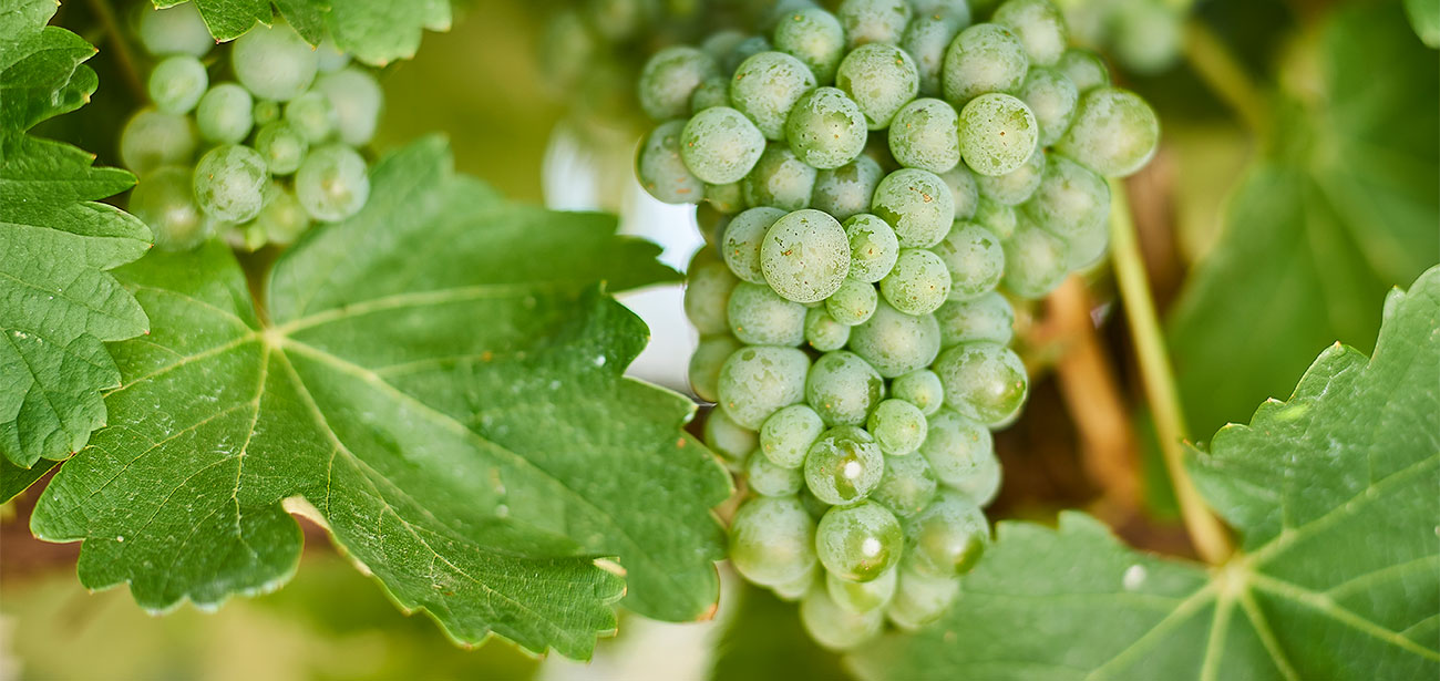 Giống Nho Sauvignon Blanc
