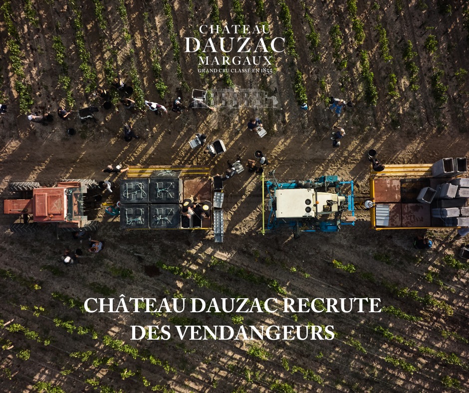 Rượu vang Pháp - Vị Thế Số 1 11 Quá Trình Hái Nho Của Château Dauzac