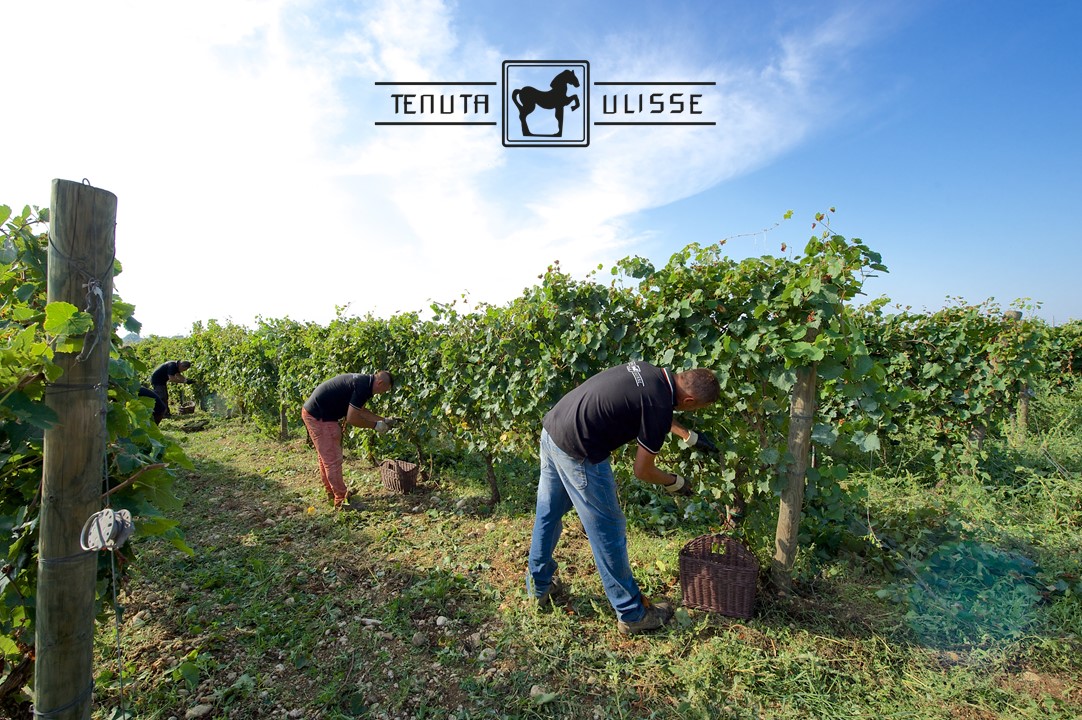 Vườn nho Montepulciano của nhà sản xuất Tenuta Ulisse