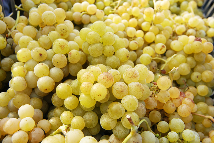 Giống Nho Moscato