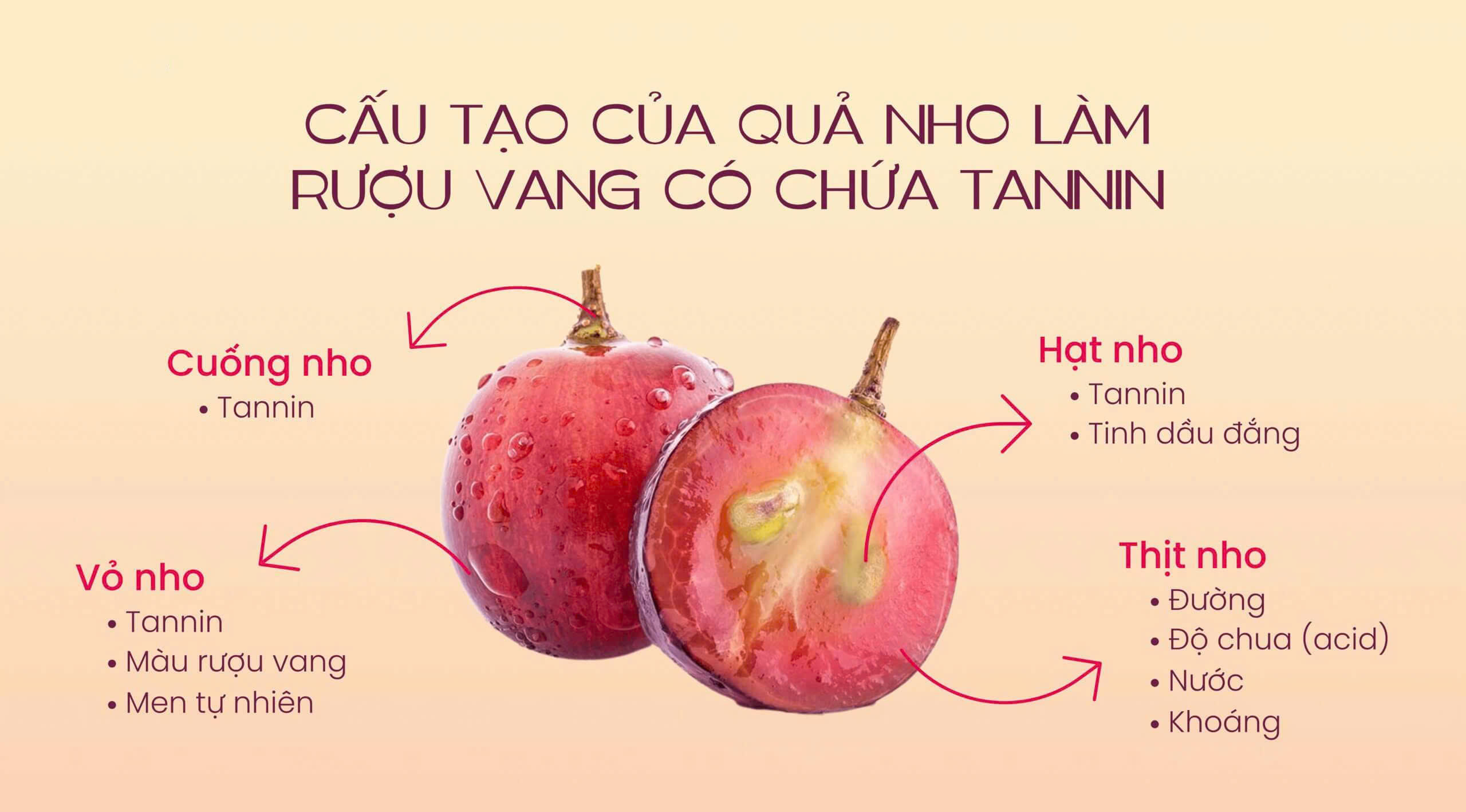Tannin Trong Rượu Vang Là Gì? 4 Tannin và cấu tạo của quả nho