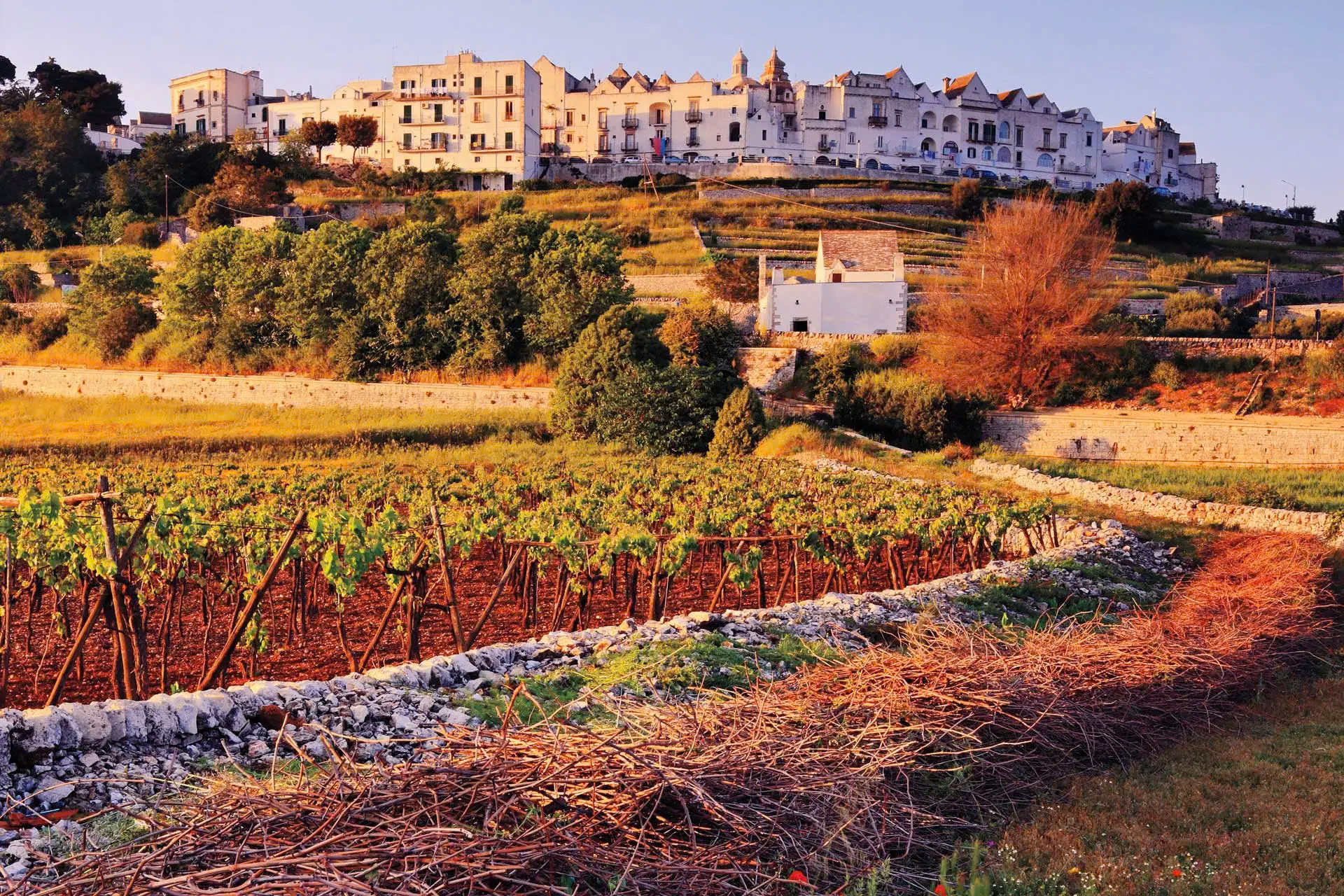 6 Vùng Làm Rượu Vang Nổi Tiếng Của Ý 13 Vùng làm vang Puglia