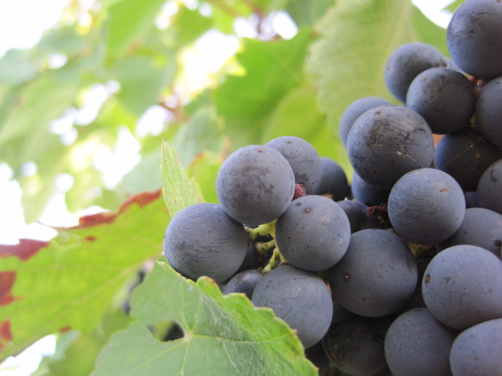 Giống Nho Merlot