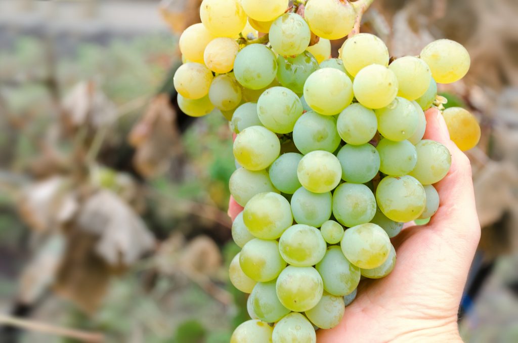 Giống nho Chardonnay