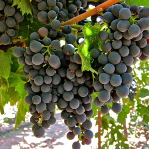Giống nho Montepulciano