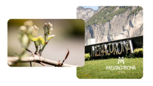 Nhà sản xuất rượu vang Mezzacorona