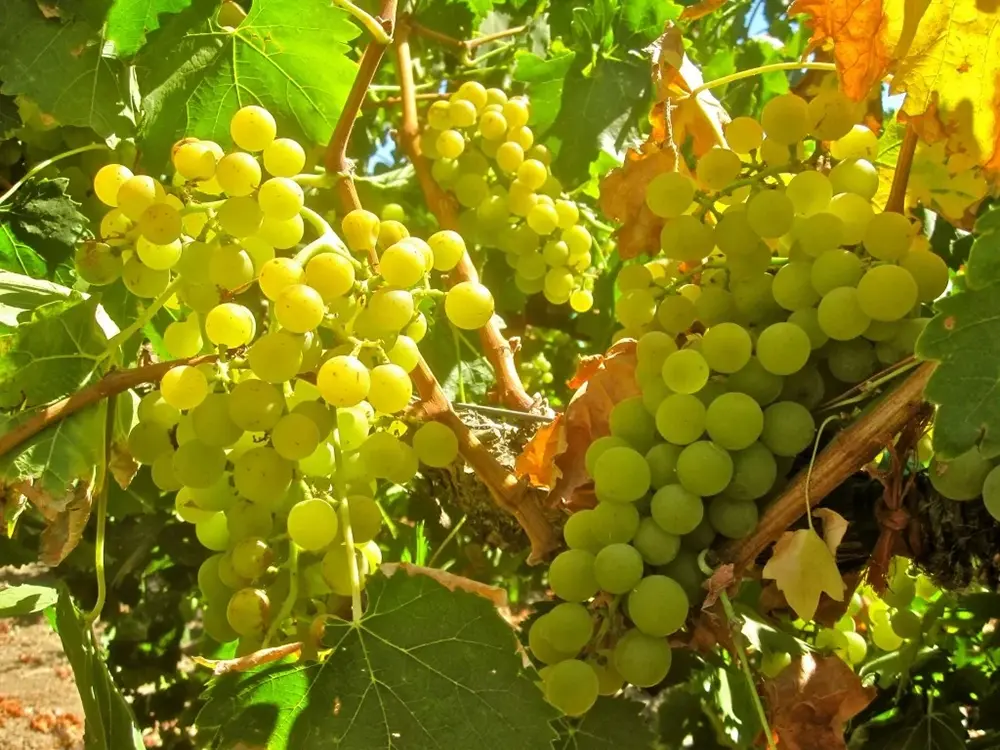 Moscato Ý: Moscato d'Asti, Asti và Cách Chọn Vang Ngọt Nhẹ 3 Chùm nho trắng chín trên giàn nho